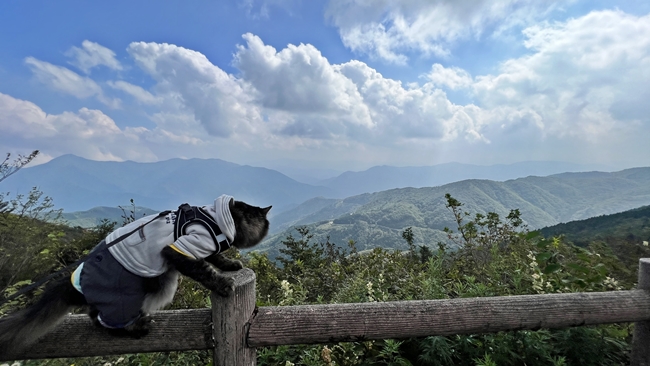 四国カルスト天狗高原に猫が行ってみた！残暑厳しいから涼しい所へ！天空の避暑地