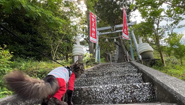 蛇だらけの神社に行ってみた 神秘的な蛇王神社に興味津々