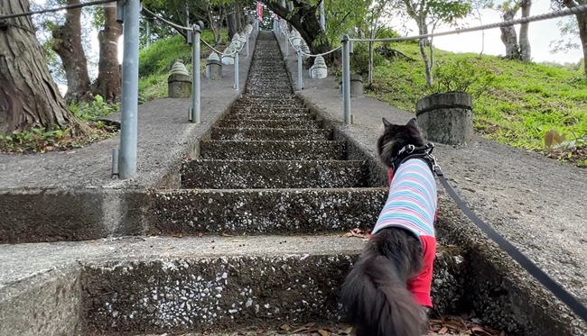 蛇だらけの神社に行ってみた 神秘的な蛇王神社に興味津々