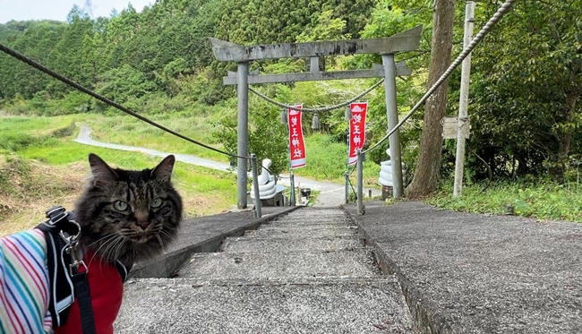 蛇だらけの神社に行ってみた 神秘的な蛇王神社に興味津々