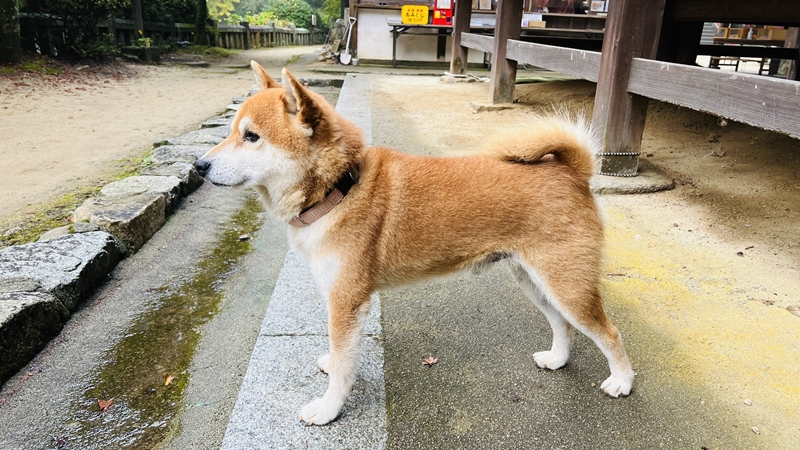 西山興隆寺に猫のトラちゃんが行くぞ！ 干支の切り絵、紅葉満喫