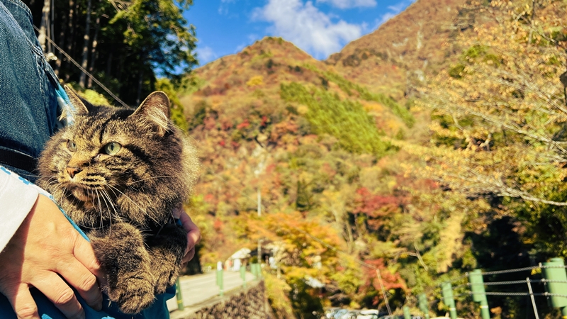 猫も、べふ峡の紅葉を楽しむぞ！