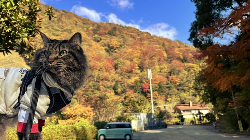 猫も、べふ峡の紅葉を楽しむぞ！