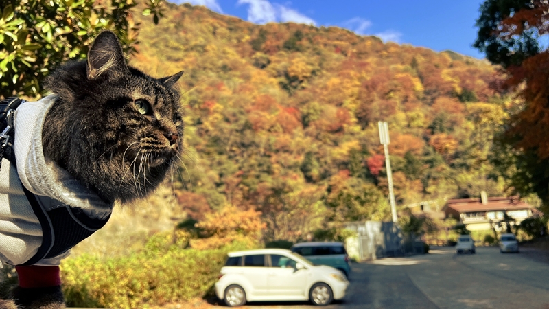 猫も、べふ峡の紅葉を楽しむぞ！