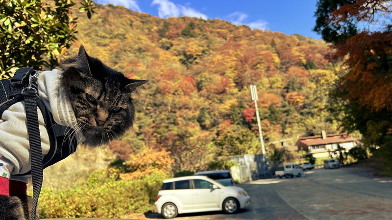 猫も、べふ峡の紅葉を楽しむぞ！