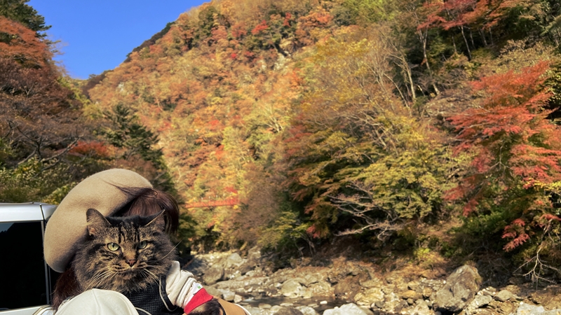 猫も、べふ峡の紅葉を楽しむぞ！