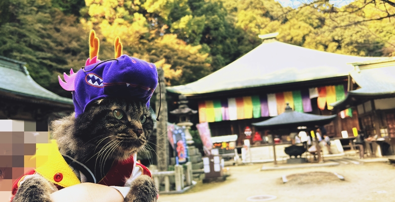 西山興隆寺に猫のトラちゃんが行くぞ！ 干支の切り絵、紅葉満喫