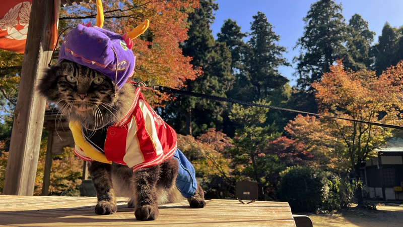 西山興隆寺に猫のトラちゃんが行くぞ！ 干支の切り絵、紅葉満喫