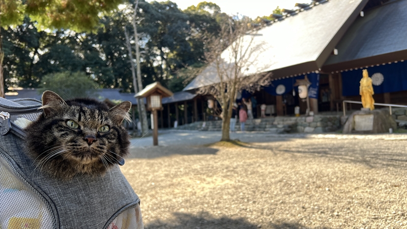 伊曽乃神社（いそのじんじゃ）に行ってみた！愛媛県のパワースポット