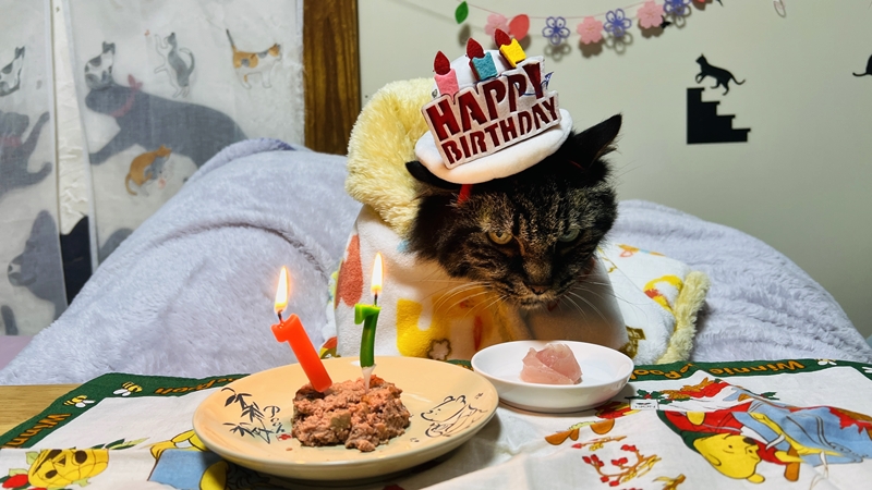 我が家の愛猫トラちゃん17歳のお誕生日 どんどん可愛くなります