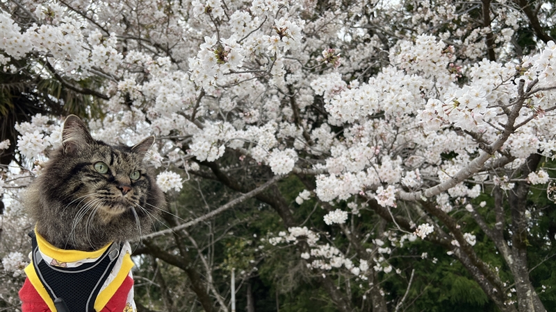 猫と一緒にお花見 思い出の場所へ17回目の春です。高知のこんぴらさん