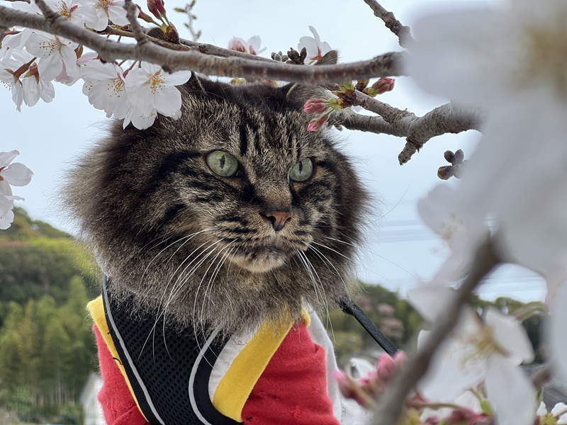 猫と一緒にお花見 思い出の場所へ17回目の春です。高知のこんぴらさん