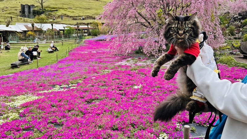山本牧場 猫も芝桜を見に行くよ！トラちゃんとおばあちゃんと芝桜