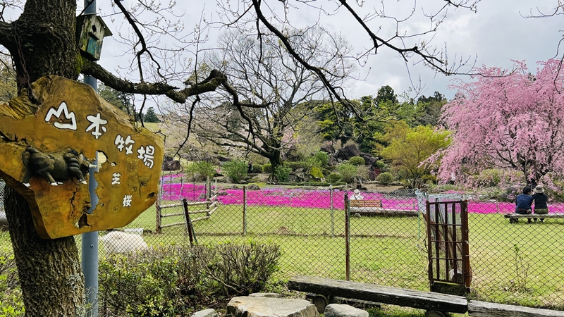 山本牧場 猫も芝桜を見に行くよ！トラちゃんとおばあちゃんと芝桜