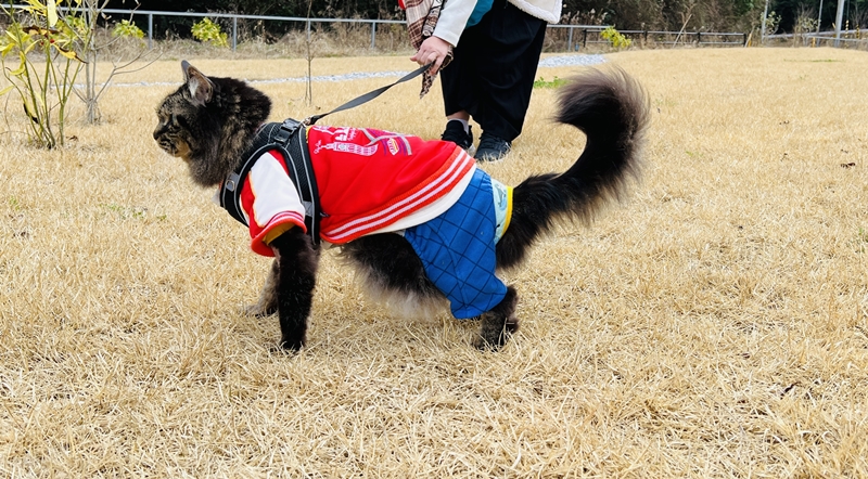 猫とお出かけ 道の駅まきのさんの道の駅・佐川に行ってみた♪