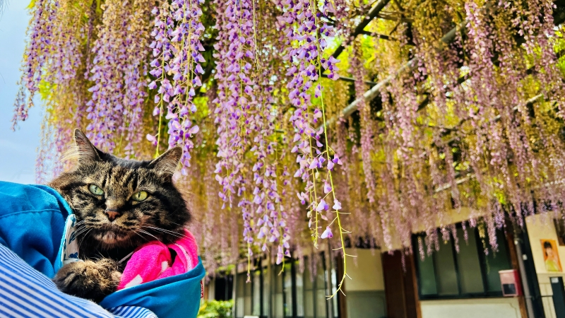 萬福寺 藤の花を見に行ってみた！ 猫も花を愛でる。見頃はいつ？