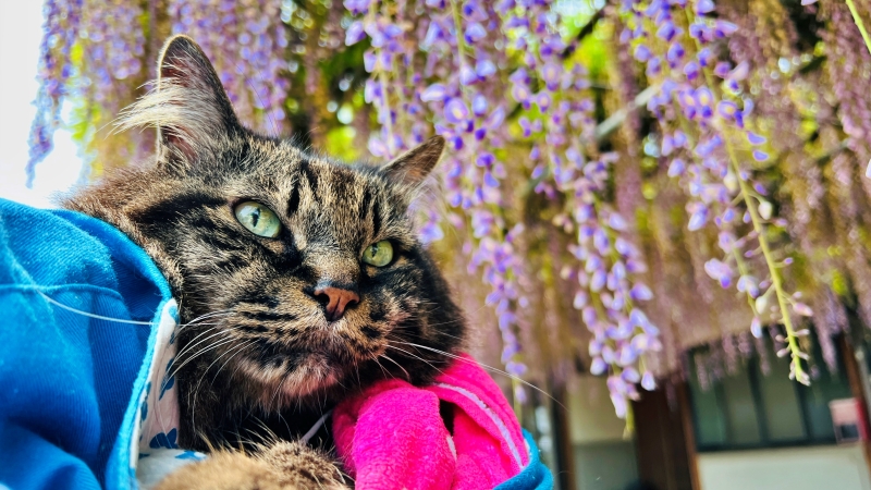 萬福寺 藤の花を見に行ってみた！ 猫も花を愛でる。見頃はいつ？