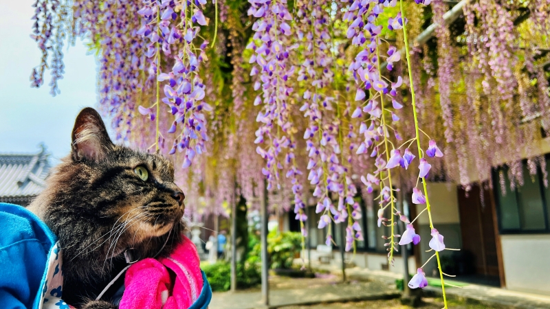 萬福寺 藤の花を見に行ってみた！ 猫も花を愛でる。見頃はいつ？