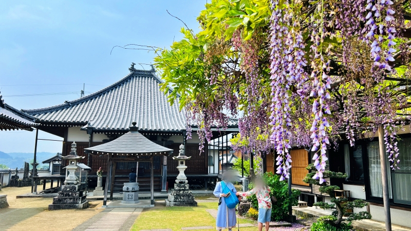 萬福寺 藤の花を見に行ってみた！ 猫も花を愛でる。見頃はいつ？