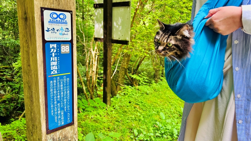 四万十川源流点を目指して行ったけど。トラちゃん！これは行けるのか？？ 猫とドライブ