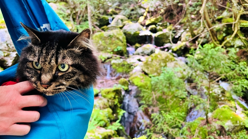 四万十川源流点を目指して行ったけど。トラちゃん！これは行けるのか？？ 猫とドライブ