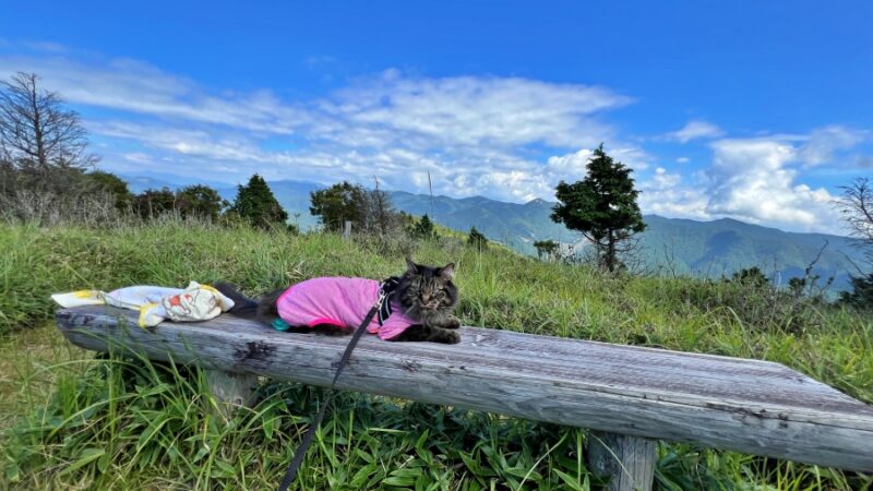 高知県の避暑地 梶ヶ森の山頂にペットと一緒に涼みに行ってみました お盆休みの後半はお山のてっぺんへ