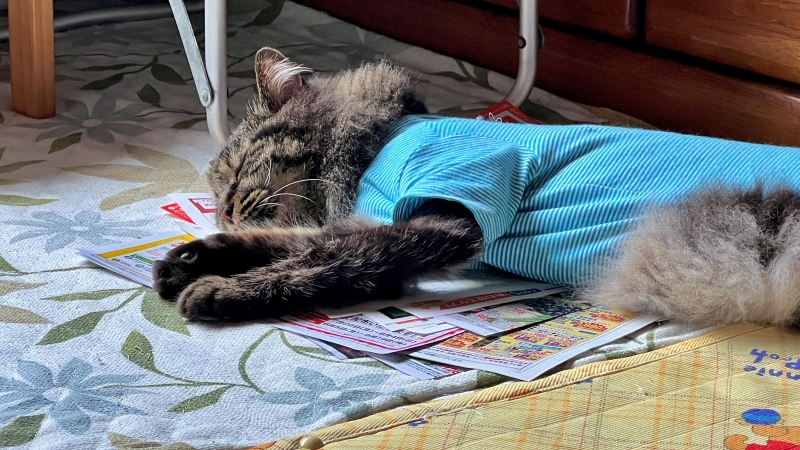 いつもより多めに伸びてま～～す！ もう～早く夏終わってよ～ 台風過ぎたのに暑い！