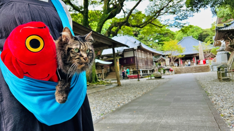 猫とキンメダイぬいぐるみ 室戸岬周辺をドライブしながら散策