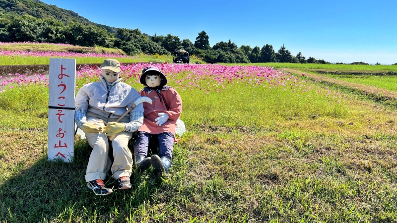 奈半利町のコスモス畑と海が見えるスポットに遊びに行ったよ♪