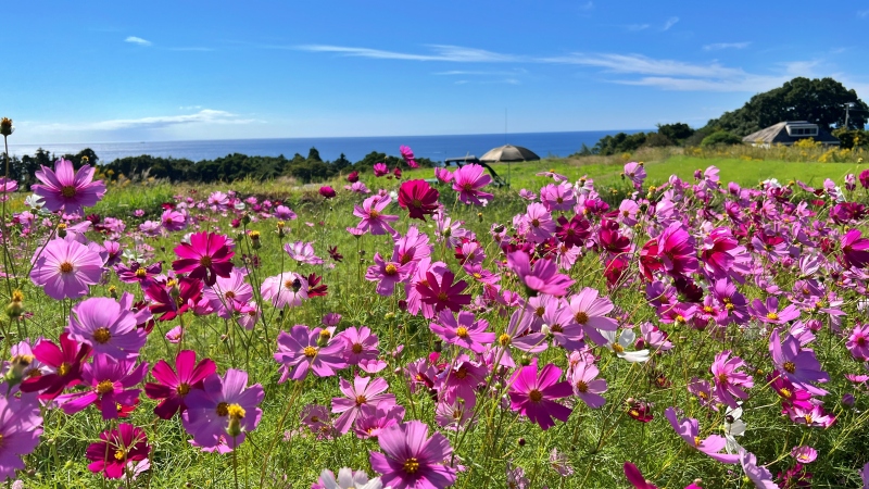 奈半利町のコスモス畑と海が見えるスポットに遊びに行ったよ♪