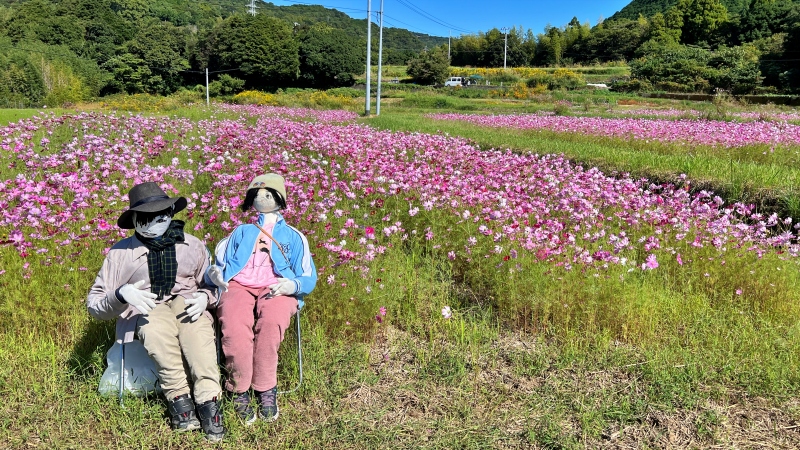 奈半利町のコスモス畑と海が見えるスポットに遊びに行ったよ♪