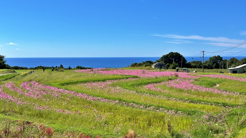 奈半利町のコスモス畑と海が見えるスポットに遊びに行ったよ♪