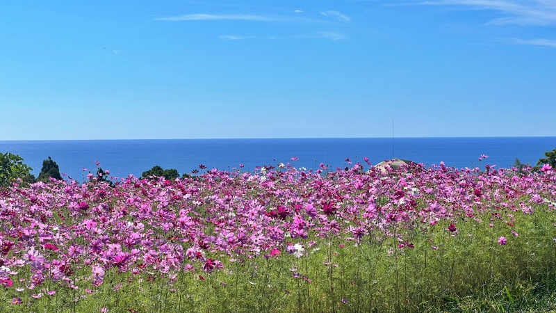 奈半利町のコスモス畑と海が見えるスポットに遊びに行ったよ♪