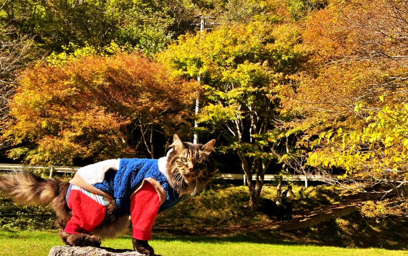 小田深山渓谷 紅葉を見に秋のドライブを楽しみながら行ったよ。