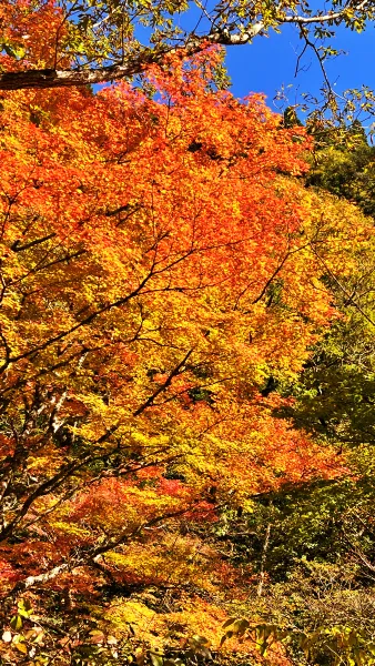 小田深山渓谷 紅葉を見に秋のドライブを楽しみながら行ったよ。