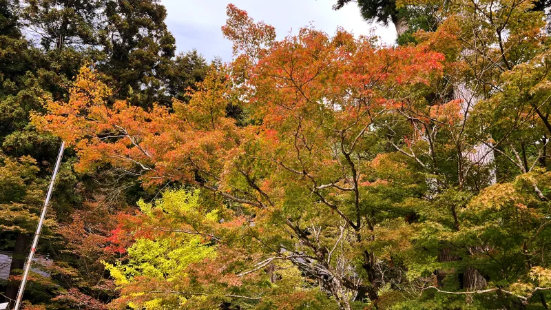 定福寺 紅葉の人気スポット ペットと秋のおでかけドライブ 高知県大豊町