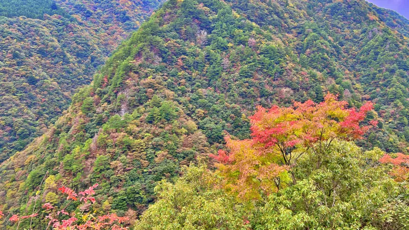 祖谷の小便小僧 ひの字渓谷 ペットと行く秋の紅葉ドライブ