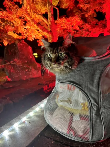 紅葉ライトアップを松山城二之丸庭園に見に行ったよ