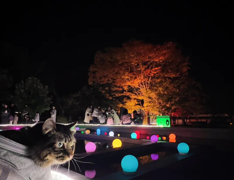 紅葉ライトアップを松山城二之丸庭園に見に行ったよ