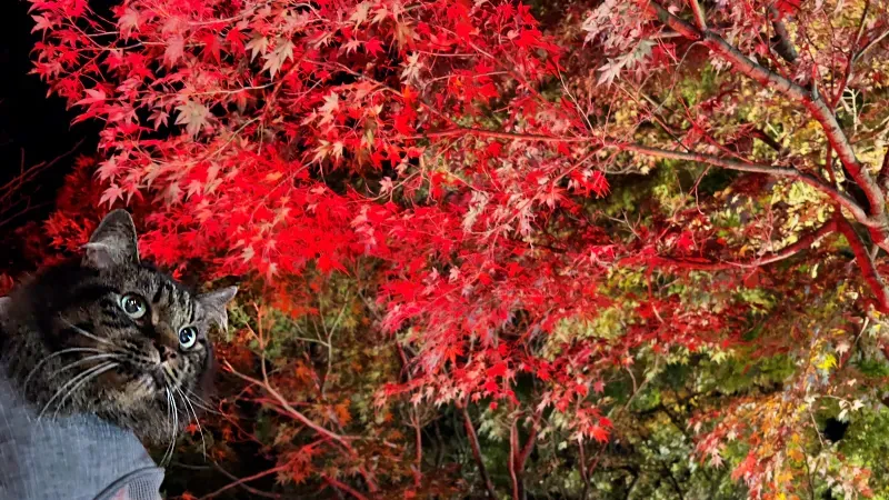 紅葉ライトアップを松山城二之丸庭園に見に行ったよ