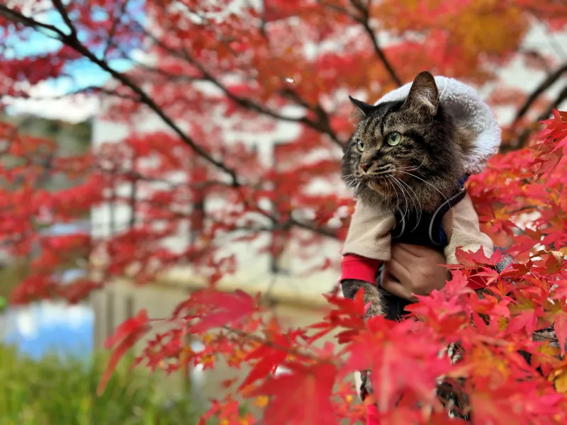 トラちゃん絶景の紅葉を散歩しながら楽しんだよ！ 香川用水記念公園