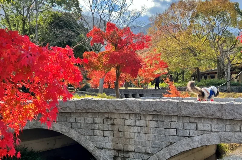 トラちゃん絶景の紅葉を散歩しながら楽しんだよ！ 香川用水記念公園