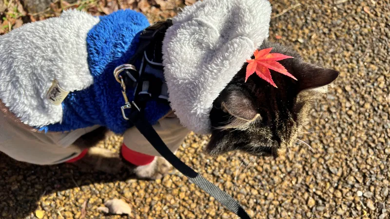 トラちゃん絶景の紅葉を散歩しながら楽しんだよ！ 香川用水記念公園