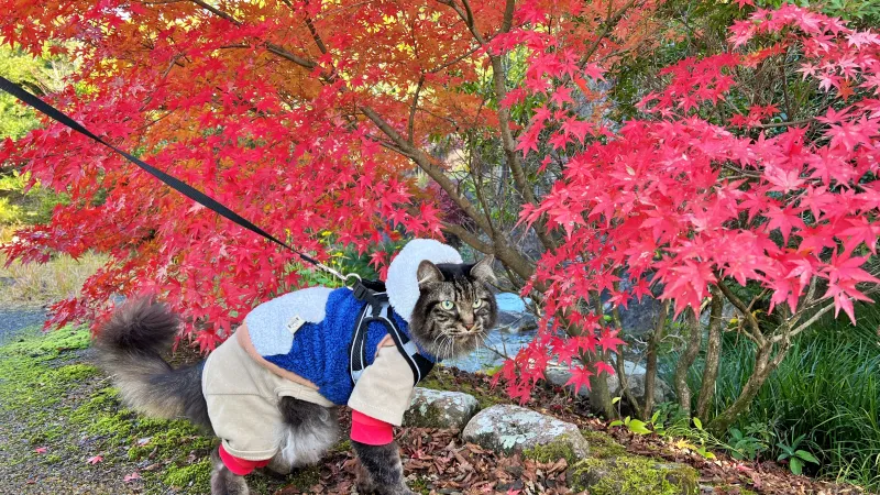 トラちゃん絶景の紅葉を散歩しながら楽しんだよ！ 香川用水記念公園