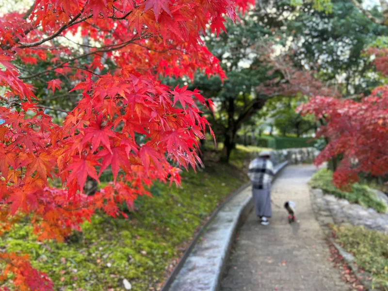 トラちゃん絶景の紅葉を散歩しながら楽しんだよ！ 香川用水記念公園