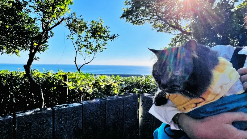 津照寺へ猫が行く！ 本堂へつながる階段を登ると海が一望できてる絶景