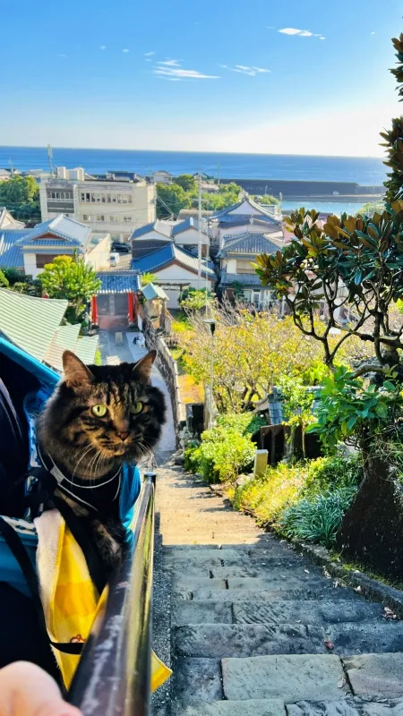 津照寺へ猫が行く！ 本堂へつながる階段を登ると海が一望できてる絶景