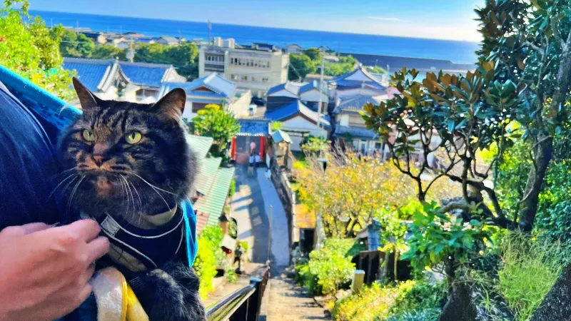 津照寺へ猫が行く！ 本堂へつながる階段を登ると海が一望できてる絶景