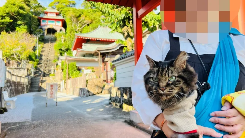 津照寺へ猫が行く！ 本堂へつながる階段を登ると海が一望できてる絶景