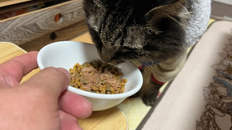 鹿肉パウダーは栄養素が豊富 ペット用 猫のトラちゃんは食べてくれるのか！？